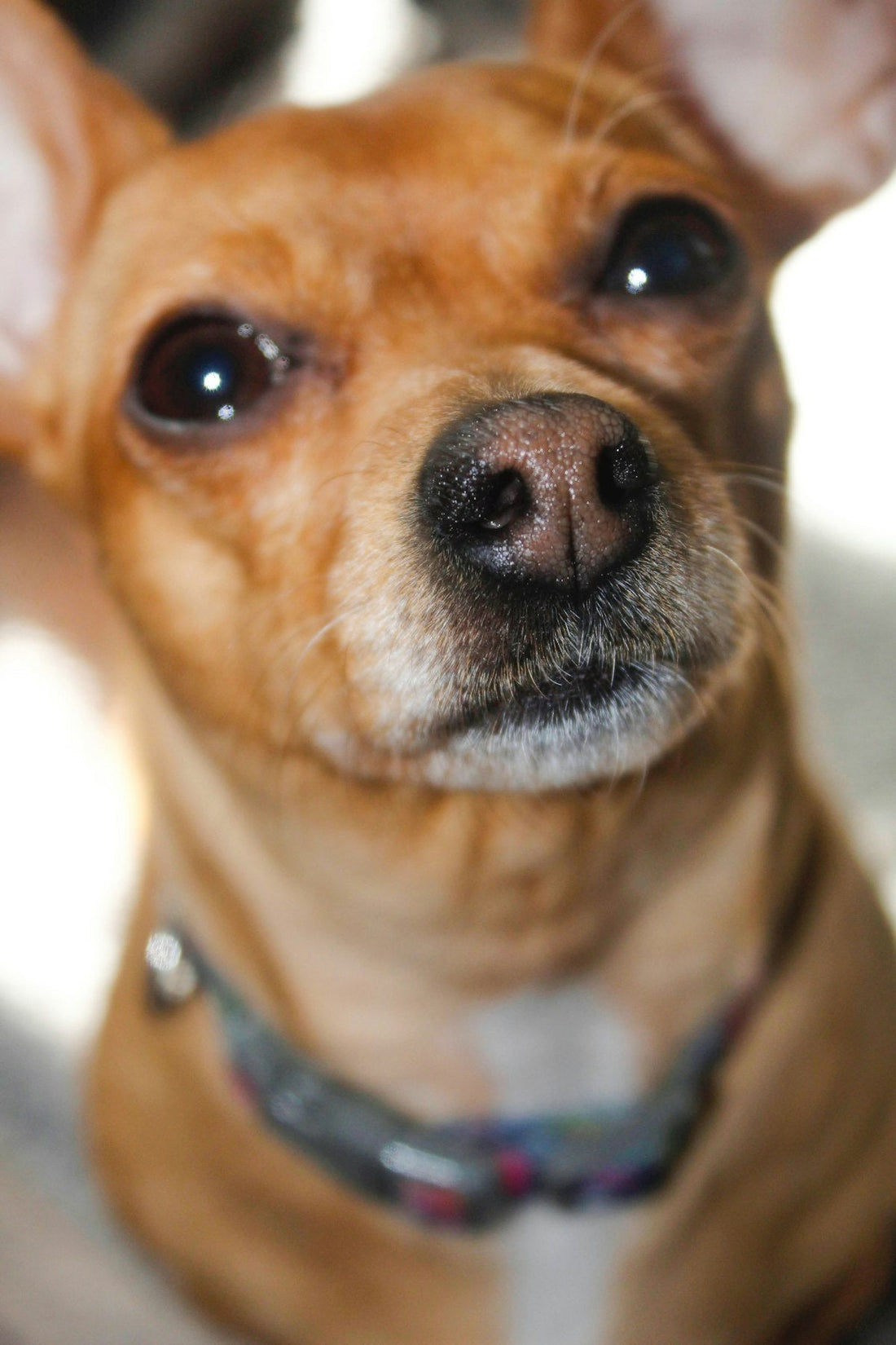 チワワ（犬種名）の写真