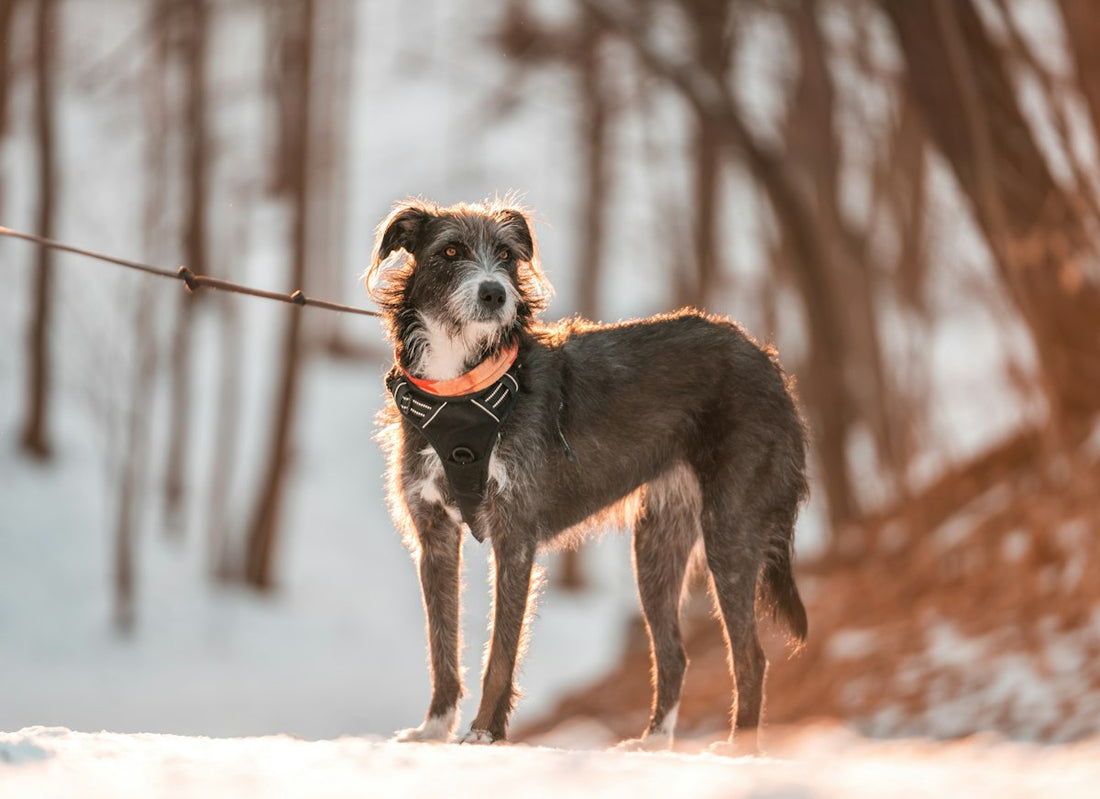 雪の中でリードをつけて散歩する犬
