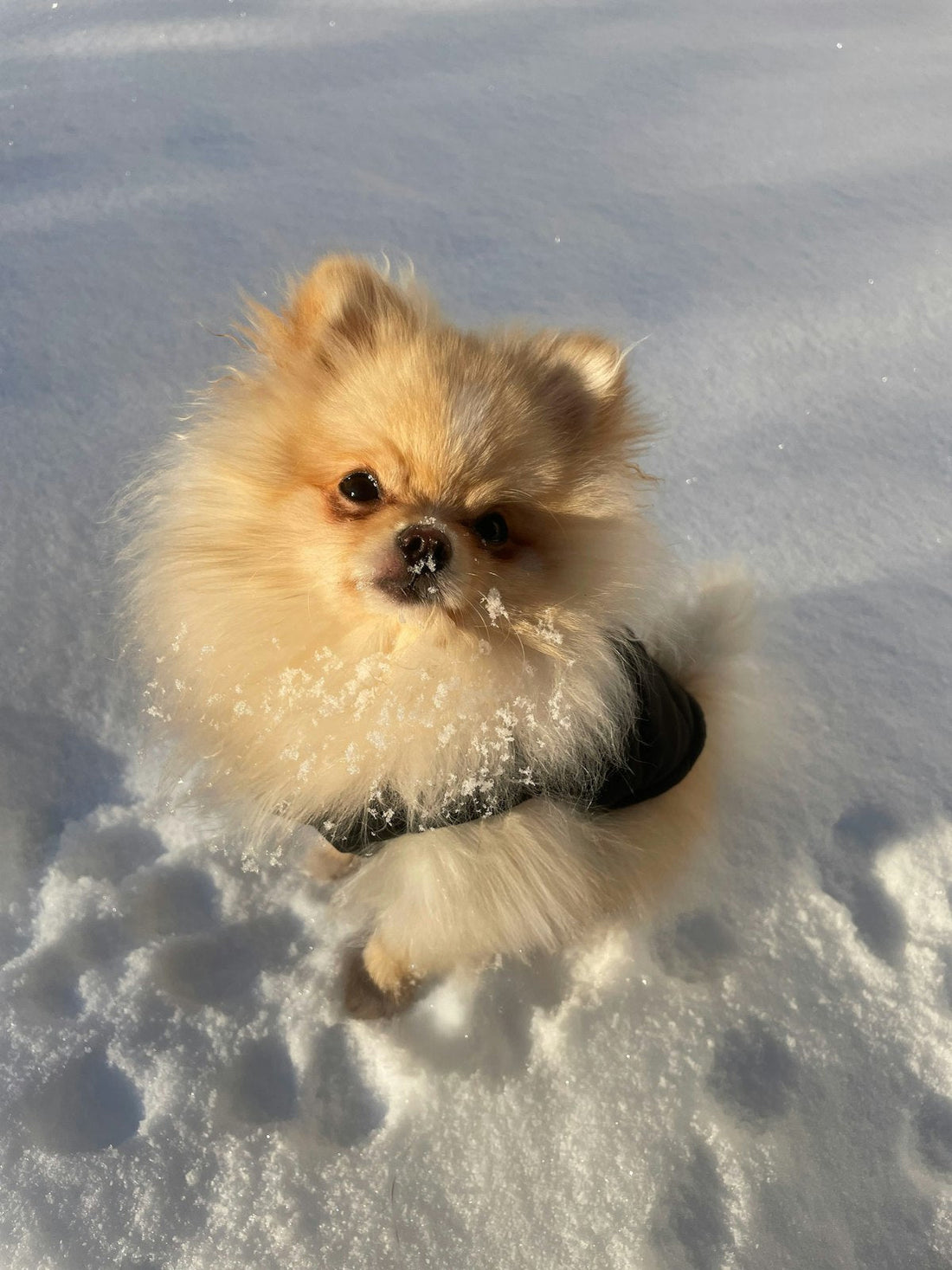 ポメラニアン（犬種名）の写真
